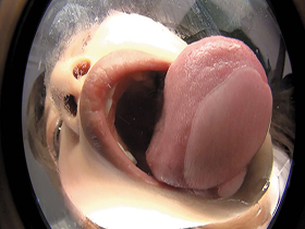 バーチャルディープベロキス　サンプル画像05